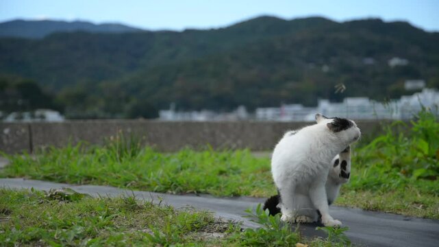 坂手島を散歩する地域猫 （三重県鳥羽市, 2024年11月）