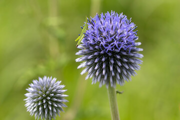echinops setifer