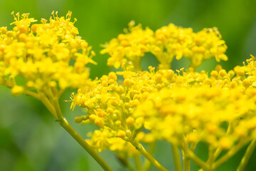 patrinia scabiosifolia
