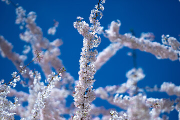 Spring background. Blossom Cherry tree flowers on blue sky background. Spring flowers. Blooming tree branch with large white flowers. Flowering. Spring pattern.