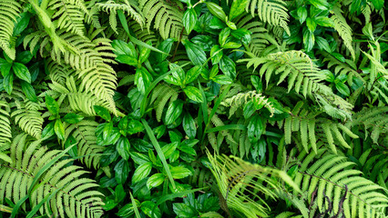 Views of the rainforest on Kauai, Hawaii from the Kuilau Ridge Trail