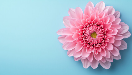 Fototapeta premium Pink Chrysanthemum Flower in Full Bloom with Soft Blue Background, Showcasing Delicate Petals, Natural Beauty, and Vibrant Floral Elegance