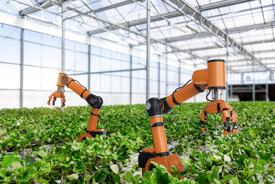 Robotic arm and robot assistant harvesting strawberry in indoor farm or glasshouse