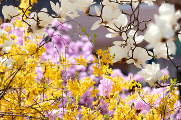 새와 꽃과 나무와 물결