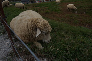 양떼목장의 여유로운 오후 Peaceful Afternoon at the Sheep Ranch)
