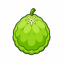 kaffir lime fruit vector