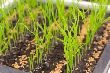 Seedlings for planting in spring