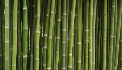 Obraz premium A row of green bamboo stalks. The stalks are very tall and are very green