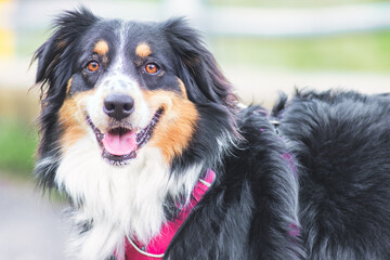 Australian shepherd dog