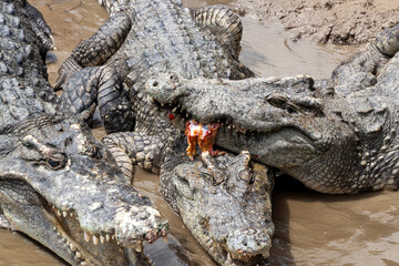 Crocodiles crawl in the muddy bank