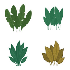 Set of Green Fresh Tropical Leaves Foliage Plant in the Park Garden