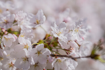 Pear blossom. Cherry tree blossom. White and pink plum tree blossoms in early spring, nature flowers background. Spring branch covered with white flowers. Blooming branch for spring design background.