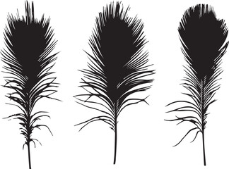Obraz premium Simple Peacock feather silhouette vector