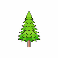 monkey puzzle tree isolated on white