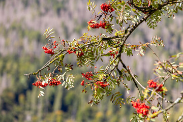 Close-up branches with red rowan berries