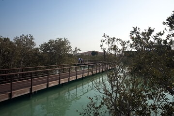 Abu Dhabi, United Arab Emirates – March 02, 2025, the view of the Jubail Mangrove Parks the first self-contained educational, nature and leisure destination