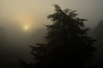 Sunrise over a foggy landscape of silhouetted,tree creating a serene atmosphere.