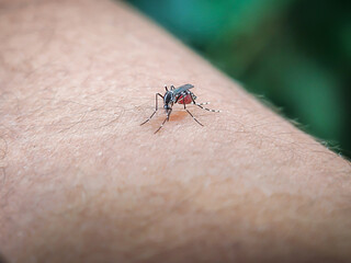 Dengue mosquitoes suck blood from the skin so that their stomachs are full of blood