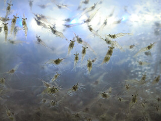 Abstract shrimp in the water for sale