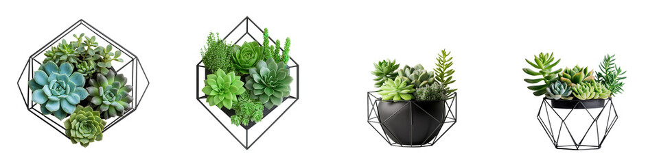A collection of geometric terrarium displays featuring a variety of vibrant succulent plants in modern minimalist containers