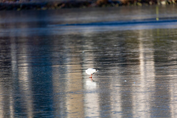 Seagull stay on frozen lake