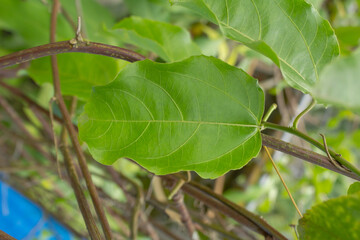 Passion Fruit Leaves on Vine, Green Tropical Foliage