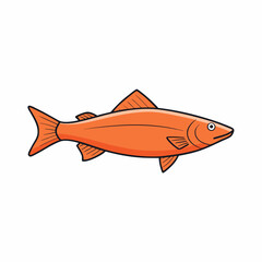 salmon fish on a white background