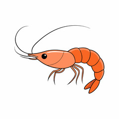vector illustration of shrimp