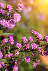 Vertical Purple Pastel margaret flower floral soft nature blossom blurred background. Pastel violet...