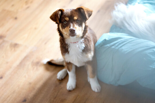 Brown mutt mix breed puppy dog sitting in the room