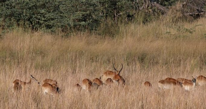 Beautiful impala antelope (Aepyceros melampus), medium-sized herbivores in natural habitat at Bwabwata National Park, Namibia. African wildlife