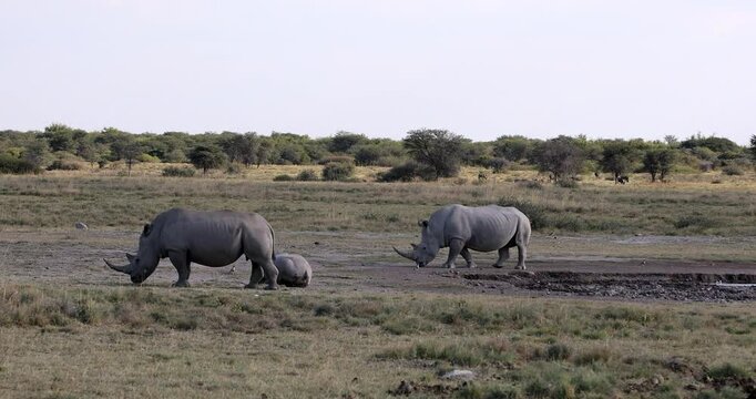 Majestic endangered White rhinoceros (Ceratotherium simum) roaming Khama Rhino Sanctuary, Botswana. African wildlife.