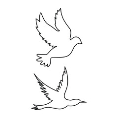 bird of peace