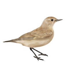 Kamenka bird, sparrow. Digital watercolor illustration. A small bird on thin legs, isolated on a white background. An ordinary bird in a city, village, backyard or in the woods.