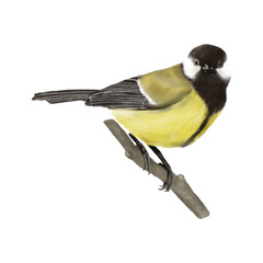 An ordinary little tit. Digital watercolor illustration. European songbird, isolated on a white background. Funny little titmouse living in the garden, park, forest, backyard.
