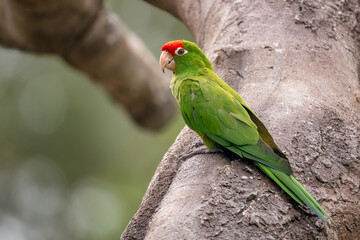 Cordilleran Parakeet - Psittacara frontatus, beautiful colored bird from South American mountains, Andes, Ecuador.