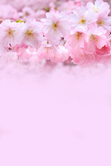 Fototapeta premium pink cherry blossom branch, sakura flowers