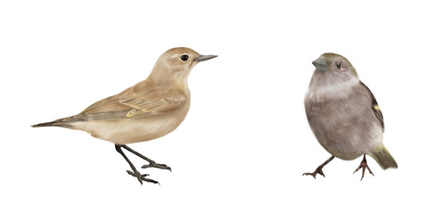 An ordinary sparrow and a small bird kamenka. Digital watercolor illustration. A set of small birds, isolated on a white background. Songbirds are found in the city, village, forest, backyard
