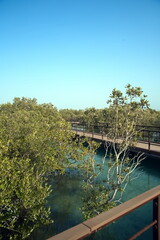 Abu Dhabi, United Arab Emirates – March 02, 2025, the view of the Jubail Mangrove Parks the first self-contained educational, nature and leisure destination