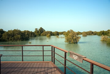 Abu Dhabi, United Arab Emirates – March 02, 2025, the view of the Jubail Mangrove Parks the first self-contained educational, nature and leisure destination