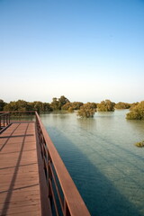 Abu Dhabi, United Arab Emirates – March 02, 2025, the view of the Jubail Mangrove Parks the first self-contained educational, nature and leisure destination