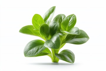 Obraz premium Fresh lamb’s lettuce isolated on white background. Organic leafy greens for salad, nutrition, and healthy eating
