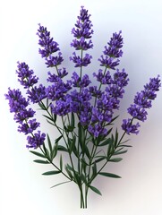 Naklejka premium Bouquet of lavender flowers blooming on white background