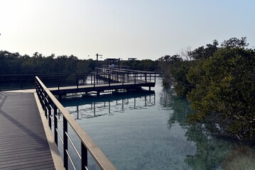 Abu Dhabi, United Arab Emirates – March 02, 2025, the view of the Jubail Mangrove Parks the first self-contained educational, nature and leisure destination