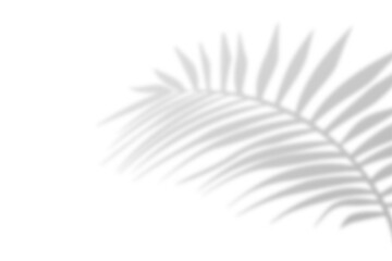  Realistic shadow from palm leaves isolated on a transparent background with copy space. Tropic concept with coconut leaf shadow. Vector illustration