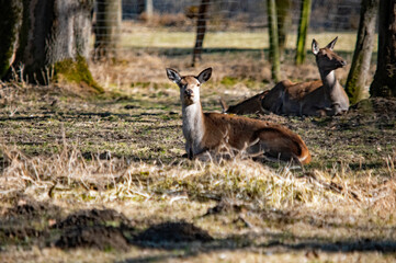 Ruhe in der Wildnis: Rehe im Naturschutzgebiet Ingolstadt