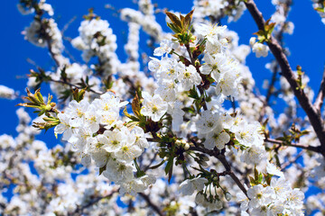 Apple branch of blossoms, on blue sky background