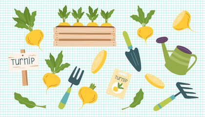 Gardening concept cliparts isolated on checkered background. Turnip gardening. Turnips and tools for planting vegetables. Vector hand drawn illustration.