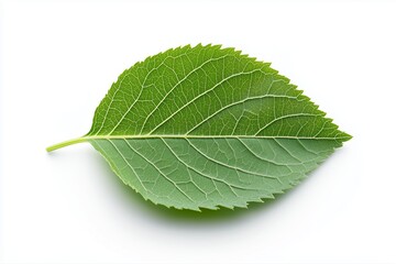 Obraz premium Dual-toned leaf with a split color pattern isolated on white background. Concept of contrast, balance, and biodiversity.