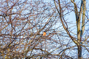Bright orange the common bullfinch or bullfinch (Pyrrhula pyrrhula) resting calmly among tangled branches on a clear day. Bullfinch resting, peaceful mood, telephoto shot, mid-range, dense branches,
